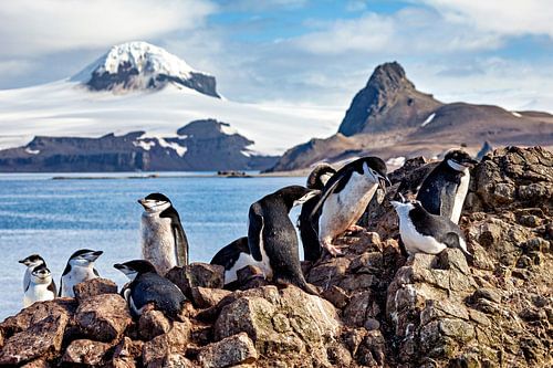 Chinstrap penguins in the Antarctic