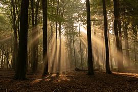 It's raining sunbeams by Cynthia Plug