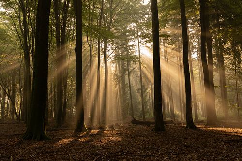 Es regnet Sonnenstrahlen