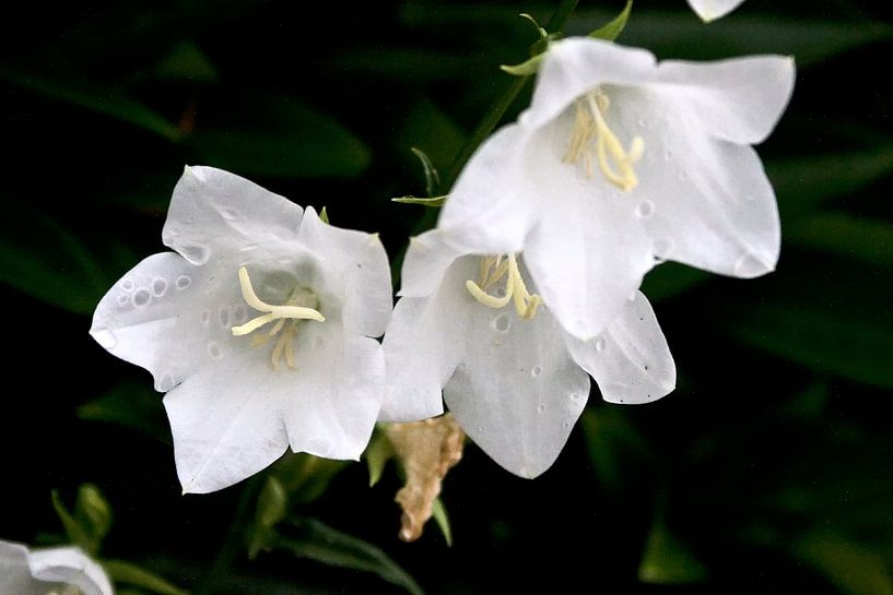 mooie witte kelkjes op een regenachtige dag by foto-fantasie foto-fantasie