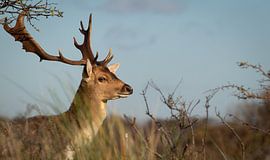 Fallow deer