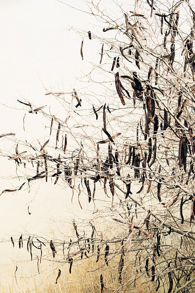 Branches above the timeless flow of a river by Truus Nijland
