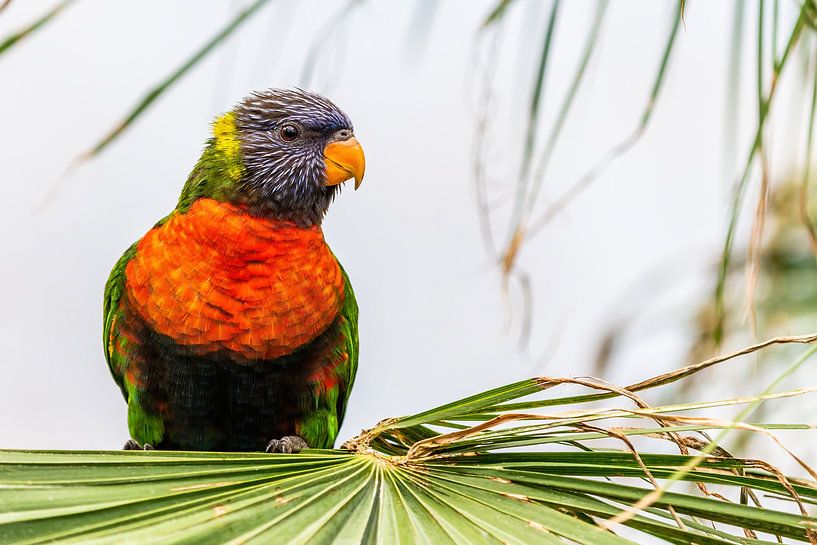 The Lori of the Blue Mountains - Trichoglossus moluccanus by Rob Smit