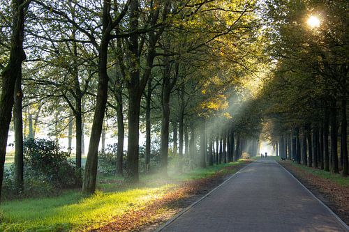 Vroege ochtendzon die de mist verdrijft.