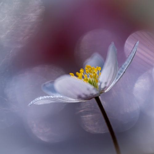 Seeanemone beim Sonnenbad