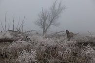 Konik paard in de mist en sneeuw van Leanne lovink thumbnail