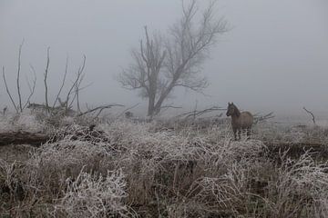 Konik-Pferd im Nebel und im Schnee