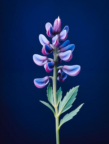 Portrait d'une fleur de lupin