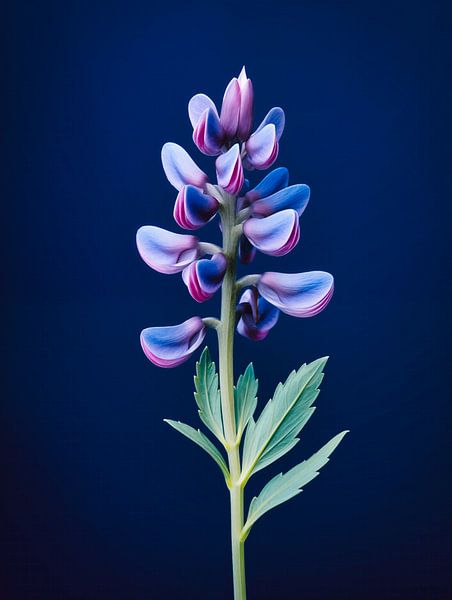 Lupine Flower Portrait by Virgil Quinn - Decorative Arts
