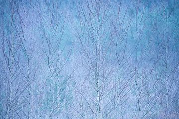 Abstract birch forest
