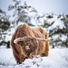 Schotse hooglander in een winters landschap van Nicky Kapel