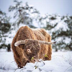 Scottish highlander in a winter landscape by Nicky Kapel