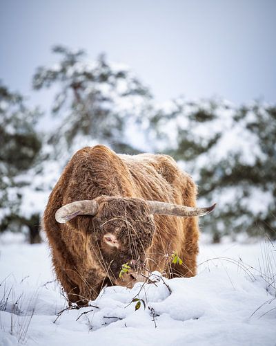 Scottish highlander in a winter landscape by Nicky Kapel