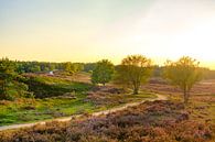 Blooming Heather plante dans le paysage de Heathland pendant le coucher du soleil par Sjoerd van der Wal Photographie Aperçu