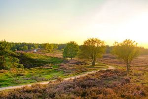 Blooming Heather plants in Heathland landscape during sunrset in