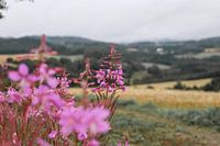 Pink flowers with a view
