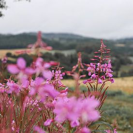 Roze bloemen met uitzicht van Map of Joy