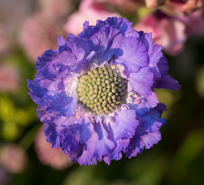 Scabiosa of Duifkruid van Ingrid Ronde