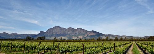 Vineyards and mountains in the Cape Winelands in Stellenbosch
