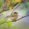 Goldcrest Regulus regulus by Egon Zitter