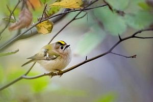 Goldcrest Regulus regulus