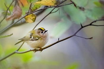 Wintergoldhähnchen Regulus regulus