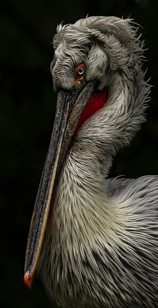 Crucian Pelican by Wouter Van der Zwan