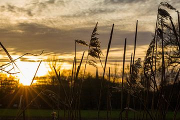 Roseaux au coucher du soleil (paysage) sur Lars Detges