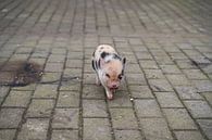 Minischwein Ferkel beim ersten Ausgang auf dem Hof. von Babetts Bildergalerie Miniaturansicht