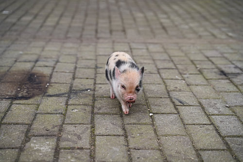 Mini biggetje bij zijn eerste uittocht op de boerderij.