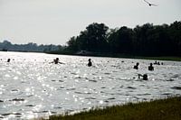 Zomerpret Zwemmen