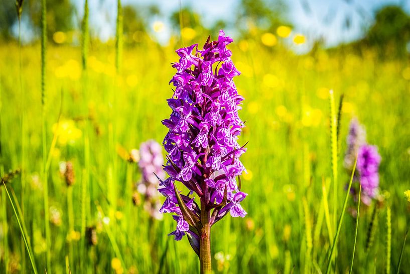 A purple orchid (Dactylorhiza) by Dennis Venema
