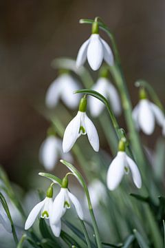 Sneeuwklokje 2 van Albert Mendelewski