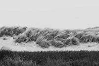 Black and white dunes in the Westduinpark in Scheveningen