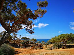 Algarve finest van Marc Struik
