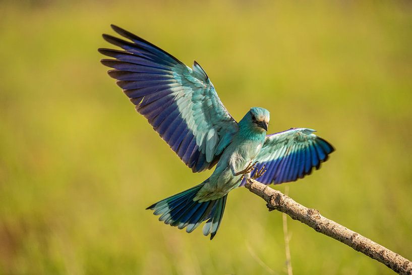Roller, European Roller, Coracias garrulus by Gert Hilbink
