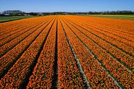 Oranje bloemenvelden  van Chris Gottenbos thumbnail