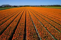 Oranje bloemenvelden 