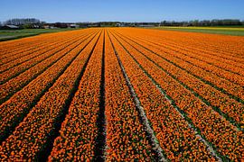 Oranje bloemenvelden  von Chris Gottenbos