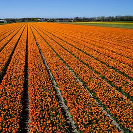 Oranje bloemenvelden  van Chris Gottenbos