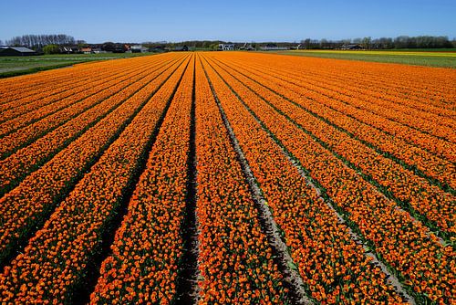 Oranje bloemenvelden  van Chris Gottenbos
