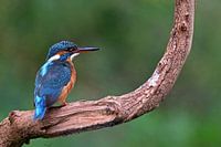 kingfisher