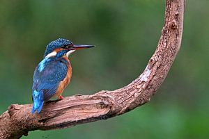 Eisvogel