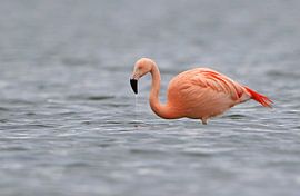 Chileense Flamingo in Nederlands meer van Michel de Beer