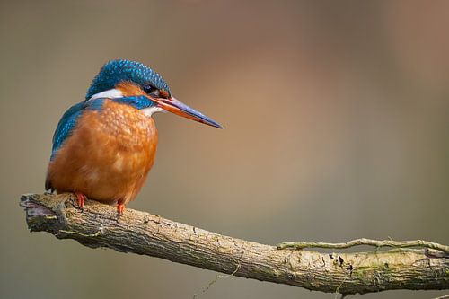 IJsvogel