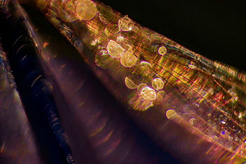 Bokeh de l'aile par natascha verbij