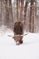 Scottish highlander in the snow