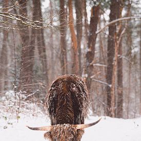 Schotse hooglander in de sneeuw van Robin van Steen