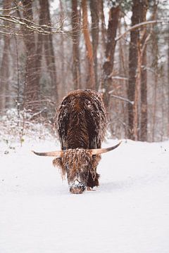 Scottish highlander in the snow