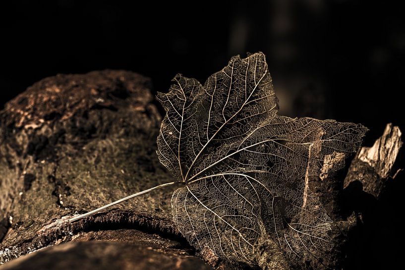 Bleibt von Rik Verslype